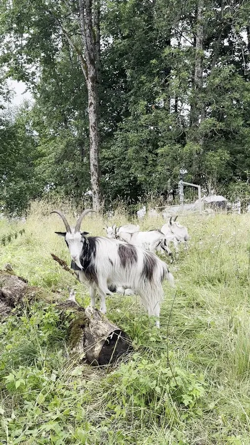 BookNoFees: Kavarna – Bogstad gård kafé – Oslo – Bogstad gård kafé, fotografija 2